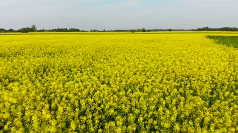 Drone over the rape field Stock Footage 89677820