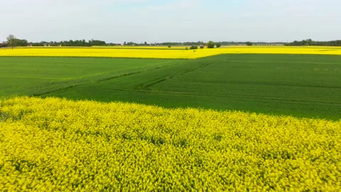 Drone over the rape field Stock Footage 89678020