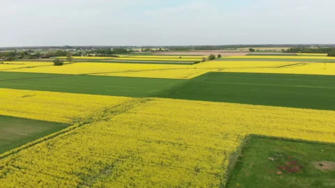 Drone over the rape field Stock Footage 89678432