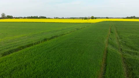Drone over the rape field Stock Footage 89678894