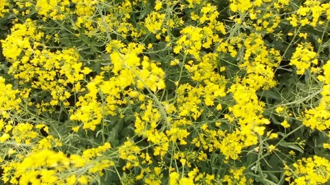 Drone over the rape field Stock Footage 89696232