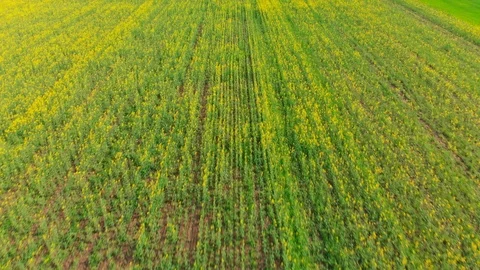 Drone over the rape field Stock Footage 89699824