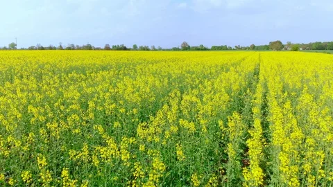 Drone over the rape field Stock Footage 89702122