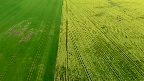 Drone over the rape field Stock Footage 89704337