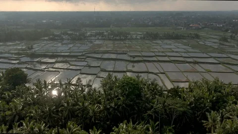Drone over rice fields in Bali, Indonesia Stock Footage 112736494