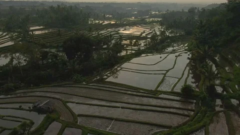 Drone over rice fields in the warm rays of the dawn sun Видео 112736725