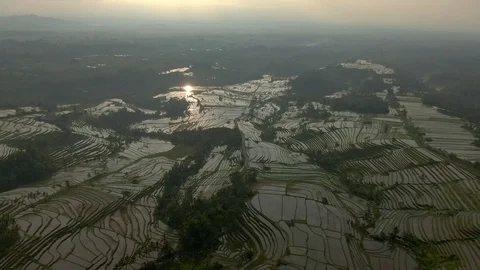 Drone over rice fields in the warm rays of the dawn sun Stock Footage 112736746