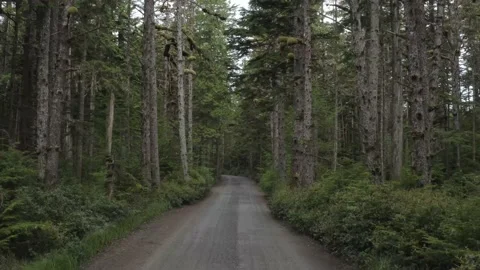 Drone over road through forest Stockbeeldmateriaal 158509490
