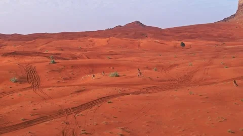 A drone over the sand dunes of the desert in which camels graze. Sunny summer Stock Footage 311701165
