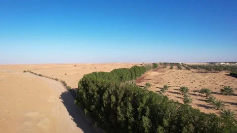 A drone over the sand dunes of the Dubai desert, where camels graze. Sunny Stock Footage 311804598
