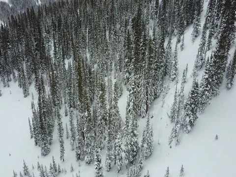 Drone over snowy trees 4K Stock Footage 71357933