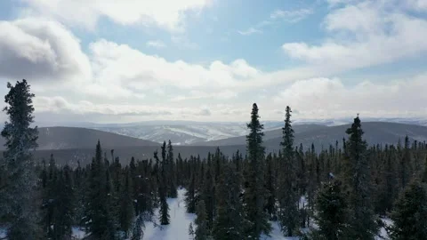 Drone over Spruce Forest 動画素材 294425876