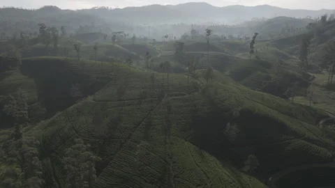 Drone Over Tea Plantations – Rolling Hills of Maskeliya I DLog M Flat Color Stock Footage 314985325