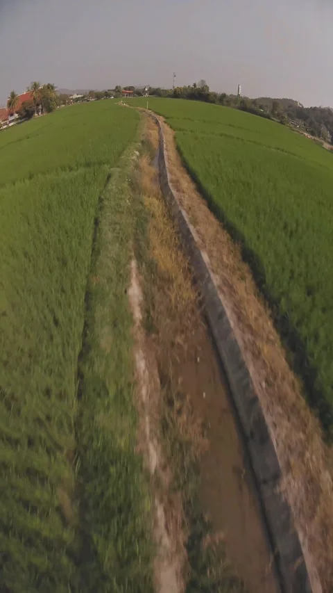 Drone over Thai Rice Fields – Dynamic FPV Flyover Video Stock Footage 305460330