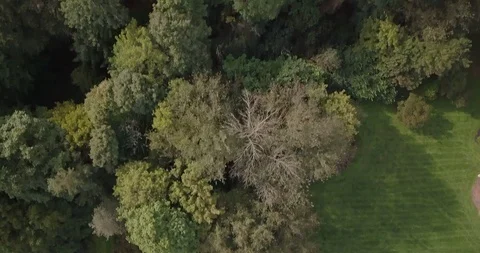 Drone over top of trees slow move 스톡 동영상 97094000