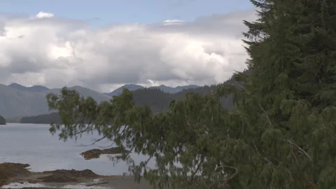 Drone Over Tree Branch and Lake with Mountains in Background Alaska Stock Footage 255318525