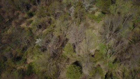 DRONE OVER TREES AND WATER Stock Footage 80563660
