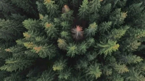 Drone over trees background video Stock Footage 106244628
