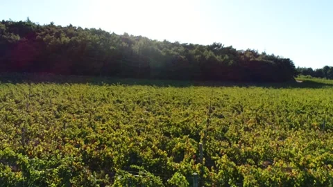 Drone Over Vineyard Stock Footage 336010546