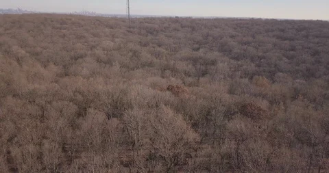 Drone over winter dead forest city on far horizon Stock Footage 99583518