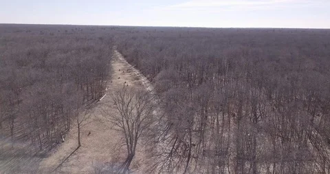 Drone over winter trees and brown path Video stock 103293551