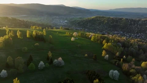 Drone overflight above vibrant green meadows and blooming white trees durin.. Stock Footage 335475302
