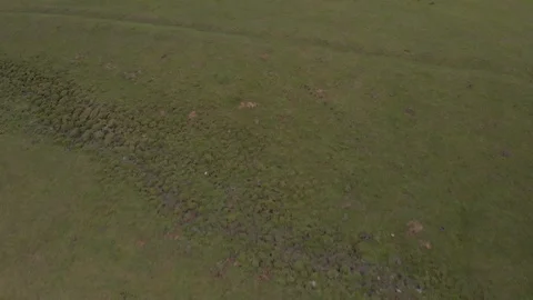Drone overhead and tilt up of cows in quebec farmland, spring, 4k Stock Footage 91153867