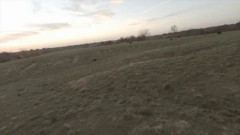  Drone Overhead Cows In Field Stock Footage 92429747