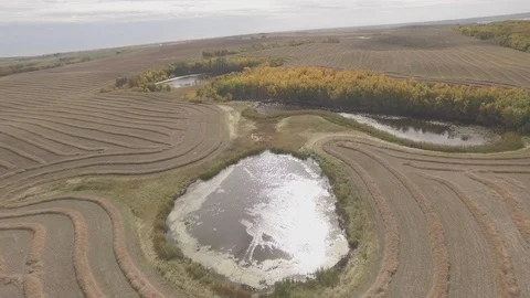 Drone Overhead Field Alberta Video stock 92418566