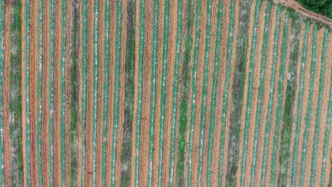 Drone overhead plantation showing parallel planted crop rows Video stock 329370090