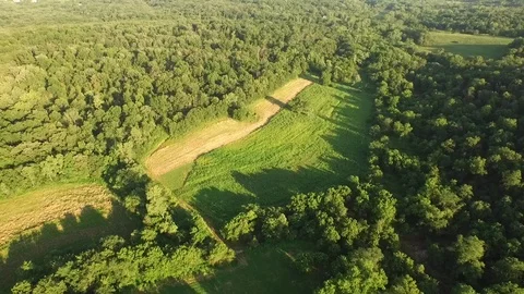  Drone Overhead Push Back Lush Forest  Video stock 92418544