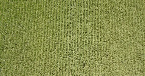 Drone overhead rows of corn straight down Video stock 94115082