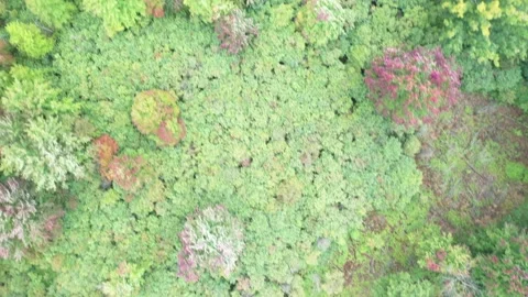Drone overhead of swamp Stock Footage 218218856
