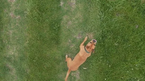 Drone Overhead View of Curious Dog Looking Up in Green Field Stock Footage 341763655