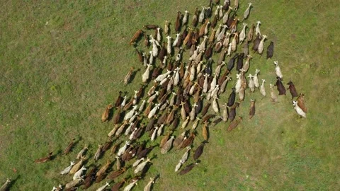 Drone overhead view of goats herd moving Stock Footage 176705252