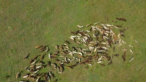 Drone overhead view of goats herd moving. Top down view of goats herd Stock Footage 179323969