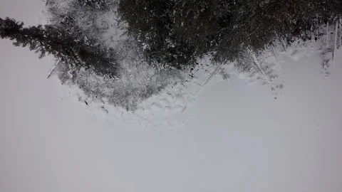 Drone overhead view pine trees snow northern quebec winter Stock Footage 93203868