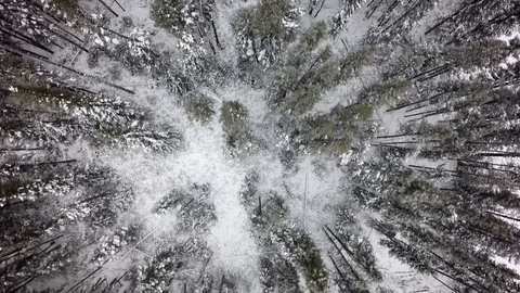 Drone overhead view reverse pine trees snow northern quebec winter Stock Footage 93203649