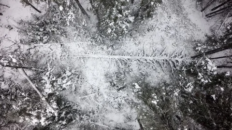 Drone overhead view rising pine trees snow northern quebec winter Stock Footage 93203910