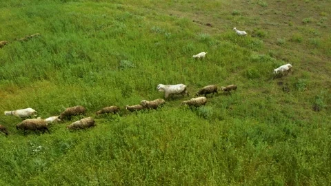 Drone overhead view of sheep and lambs herd moving Stock Footage 176471703