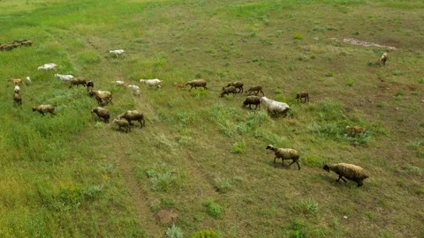 Drone overhead view of sheep and lambs herd moving. Stock Footage 195654126