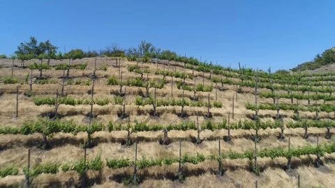Drone overhead vineyard Stock Footage 115238651