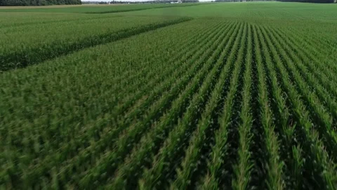 Drone-OverheadCornfieldFastFlyover21 Stock Footage 202711520