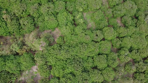 A drone overlooking a lush forest. 스톡 동영상 330885122