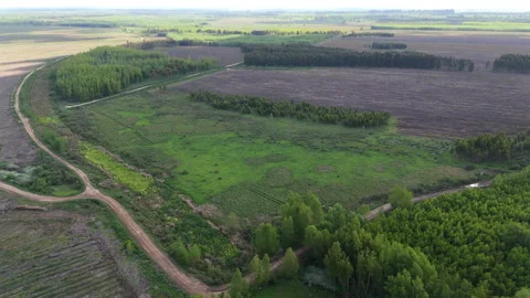 Drone overview of cleared deforestation plot in Delta Argentina Stock Footage 308699889