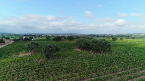 Drone overview of Santa Barbara County Vineyard Stock Footage 255685031
