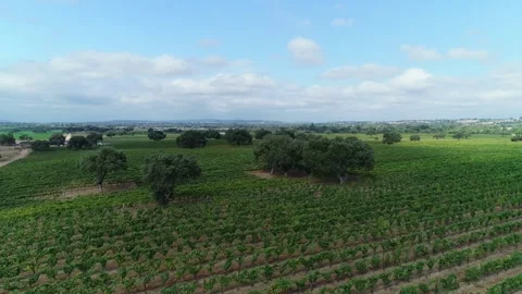 Drone overview of Santa Barbara County Vineyard Stock Footage 255685045