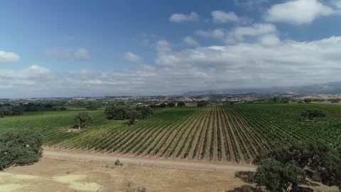 Drone overview of Santa Barbara County Vineyard Stock Footage 255685046
