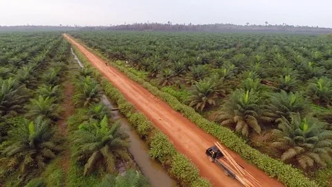 DRONE PALM OIL PLANTATION Stock Footage