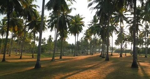 DRONE PALM TREE FLY THROUGH Stock Footage 245756111